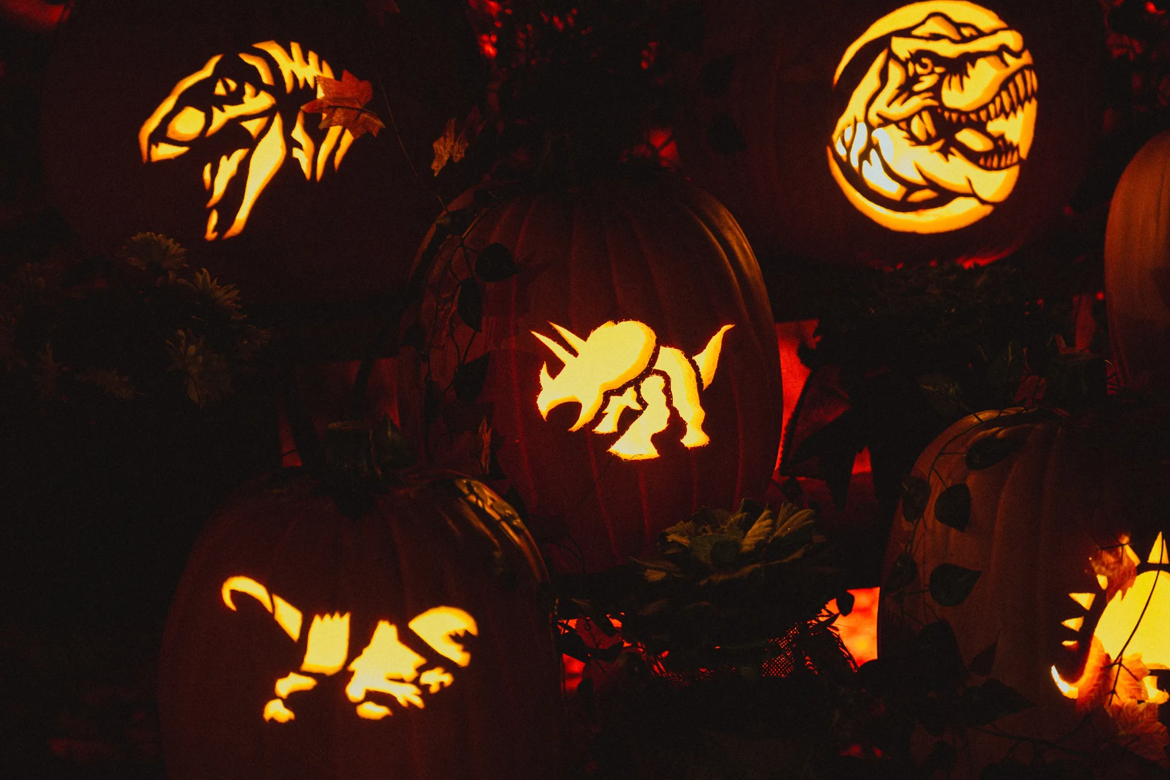 Carved pumpkins of a T. rex, a triceratops and other dinosaurs glowing at night